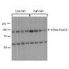 Western blot analysis of Mouse kidney cortex showing detection of ENaC protein using Rabbit Anti-ENaC Polyclonal Antibody (STPA00048). Primary Antibody: Rabbit Anti-ENaC Polyclonal Antibody (STPA00048) at 1:1000. Low-salt diet (lanes 1-4) compared to a high-salt diet (lanes 5-8).
