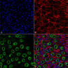 Immunohistochemistry analysis using Rabbit Anti-NKCC2 Polyclonal Antibody (STPA00045). Tissue: Kidney. Species: Rat. Fixation: Formalin Fixed Paraffin-Embedded. Primary Antibody: Rabbit Anti-NKCC2 Polyclonal Antibody (STPA00045) at 1:25 for 1 hour at RT. Secondary Antibody: Goat Anti-Rabbit IgG: Alexa Fluor 488. Counterstain: Actin-binding Phalloidin-Alexa Fluor 633; DAPI (blue) nuclear stain. Magnification: 63X. (A) DAPI (blue) nuclear stain.