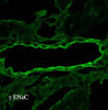 Immunohistochemistry analysis using Rabbit Anti-ENaC Polyclonal Antibody (STPA00049). Tissue: kidney tissue. Species: Rat. Primary Antibody: Rabbit Anti-ENaC Polyclonal Antibody (STPA00049) at 1:100. Secondary Antibody: FITC Goat Anti-Rabbit (green).