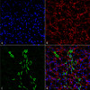 Immunohistochemistry analysis using Rabbit Anti-UT-A1 Polyclonal Antibody (STPA00050). Tissue: kidney tissue. Species: Rat. Fixation: Formalin Fixed Paraffin-Embedded. Primary Antibody: Rabbit Anti-UT-A1 Polyclonal Antibody (STPA00050) at 1:25 for 1 hour at RT. Secondary Antibody: Goat Anti-Rabbit IgG: Alexa Fluor 488. Counterstain: Actin-binding Phalloidin-Alexa Fluor 633; DAPI (blue) nuclear stain. Magnification: 63X.