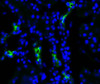 Immunohistochemistry analysis using Rabbit Anti-Aquaporin 2 Polyclonal Antibody (STPA00052). Tissue: kidney tissue. Species: Rat. Fixation: 4% paraformaldehyde-lysine-periodate. Primary Antibody: Rabbit Anti-Aquaporin 2 Polyclonal Antibody (STPA00052) at 1:200 for 75 min at RT. Secondary Antibody: FITC Goat Anti-Rabbit (green) for 1 hour at RT. 4 µm cryostat sections.