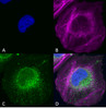 Immunocytochemistry/Immunofluorescence analysis using Rabbit Anti-Beclin 1 Polyclonal Antibody (STPA00058). Tissue: SK-N-BE. Species: Human. Primary Antibody: Rabbit Anti-Beclin 1 Polyclonal Antibody (STPA00058) at 1:200 for Overnight. Secondary Antibody: Anti-Rabbit: AlexaFluor 555 at 1:1000. Counterstain: Hoechst, Phalloidin AlexaFluor 647 at 1:1000. Localization: Mitochondria, endosomes/exosomes.