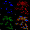 Immunocytochemistry/Immunofluorescence analysis using Rabbit Anti-Rubicon Polyclonal Antibody (STPA00067). Tissue: Colon carcinoma cell line (RKO). Species: Human. Fixation: 4% Formaldehyde for 15 min at RT. Primary Antibody: Rabbit Anti-Rubicon Polyclonal Antibody (STPA00067) at 1:100 for 60 min at RT. Secondary Antibody: Goat Anti-Rabbit ATTO 488 at 1:100 for 60 min at RT.