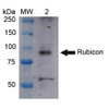Western blot analysis of Human Cervical cancer cell line (HeLa) lysate showing detection of ~108 kDa Rubicon protein using Rabbit Anti-Rubicon Polyclonal Antibody (STPA00067). Lane 1: Molecular Weight Ladder (MW). Lane 2: HeLa cell lysates. Load: 15 µg. Block: 5% Skim Milk in 1X TBST. Primary Antibody: Rabbit Anti-Rubicon Polyclonal Antibody (STPA00067) at 1:1000 for 2 hours at RT.