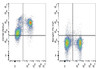 PE/Cyanine7 Anti-Mouse CD162 Antibody [4RA10] (AGEL0843)