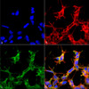 Immunocytochemistry/Immunofluorescence analysis using Rabbit Anti-HSP70 Acetyl Lys77 Polyclonal Antibody (STPA00079). Tissue: Embryonic kidney cells (HEK293) cultured overnight with 50 µM H2O2. Species: Human. Fixation: 5% Formaldehyde for 5 min. Primary Antibody: Rabbit Anti-HSP70 Acetyl Lys77 Polyclonal Antibody (STPA00079) at 1:60 for 30-60 min at RT. Secondary Antibody: Goat Anti-Rabbit Alexa Fluor 488 at 1:1500 for 30-60 min at RT.