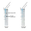 Western blot analysis with anti-GDNF polyclonal antibody (STPA00090) showing detection of GDNF protein in rat brain lysate (prepared in-house). Rat GNDF protein with signal and pro-peptide segments has a predicted molecular weight of 23.6 kDa (UniProt Q07731). Block: 5% skim milk. Primary Antibody: Rabbit Anti-GDNF Polyclonal Antibody (STPA00090) at 1:1000 for 2 hours at RT.
