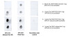 Dot blot analysis comparing detection of mouse Tau 2N4R monomer and human Tau 2N4R pre-formed fibrils. Of note is that STPA00091 does not bind to the mouse construct. Block: 5% skim milk. Primary Antibody: Anti-human Tau 2N3R/4R polyclonal antibody (STPA00091) incubated for 1/2 hour at RT. Secondary Antibody: Goat anti-rabbit IgG:HRP at 1:4000 for 1/2 hour at RT. Color Development: Chemiluminescent for HRP (Moss) for 1 min in RT.