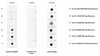 Anti-Tau 4R Antibody