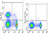 PE Anti-Rat CD8a Antibody [OX-8] (AGEL1265)