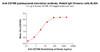 CD79B (Polatuzumab biosimilar) antibody, Rabbit IgG Chimeric mAb (HDBS0207)