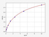 Rat MGP (Matrix Gla protein) ColorStep ELISA Kit (AEFI03493)