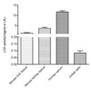 Lipoxygenase (LOX) Activity Fluorometric Assay Kit (MAES0320)