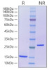 Recombinant Human/Mouse/Rat mature Activin A/INHBA Protein (RPCB1347)