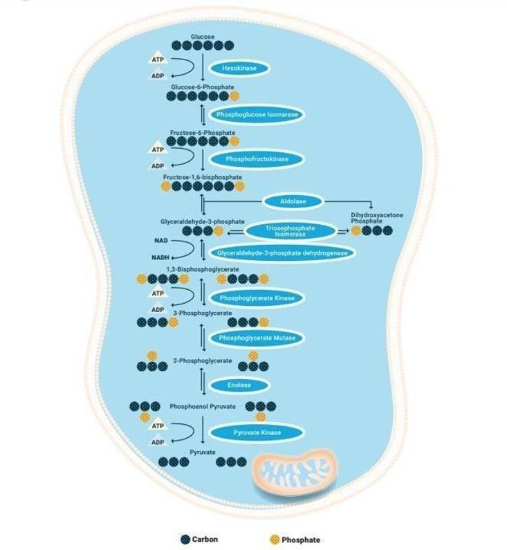 Biologische Rolle von GLP-1