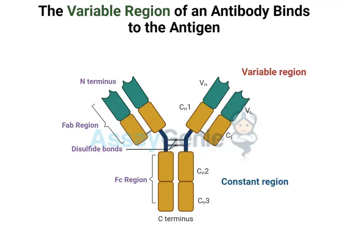 Die Komplexität von Antikörpern entschlüsseln: leichte Ketten, schwere Ketten, konstante Regionen und tumorassoziierte Antigene