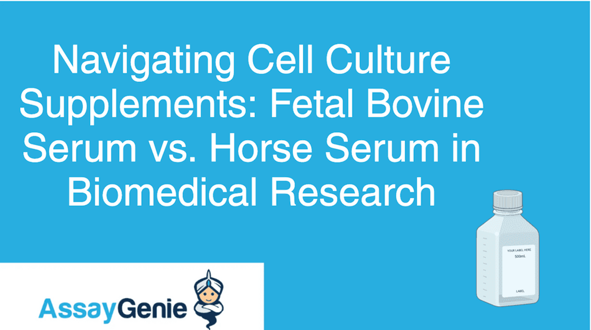Navigation durch Zellkulturergänzungen: Fötales Rinderserum vs. Pferdeserum in der biomedizinischen Forschung