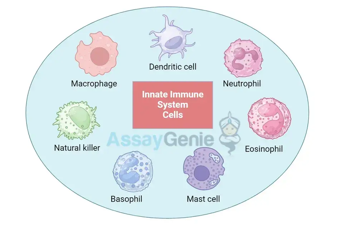 Zellen des angeborenen Immunsystems: Ein detaillierter Überblick