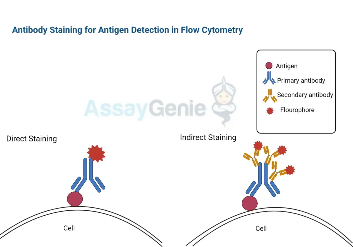 Verständnis der Antikörperfärbung zum Antigennachweis in der Durchflusszytometrie