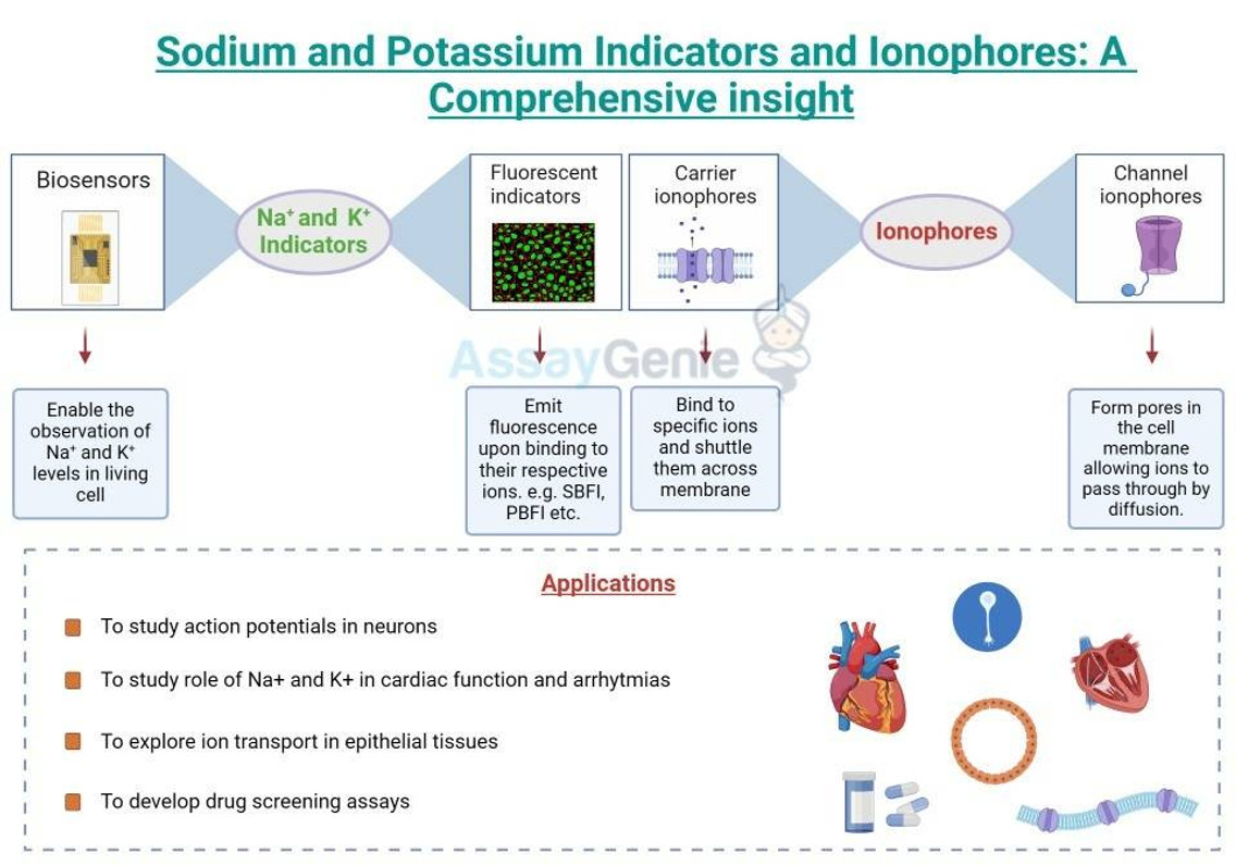 Natrium- und Kaliumindikatoren und Ionophore: Ein umfassender Einblick