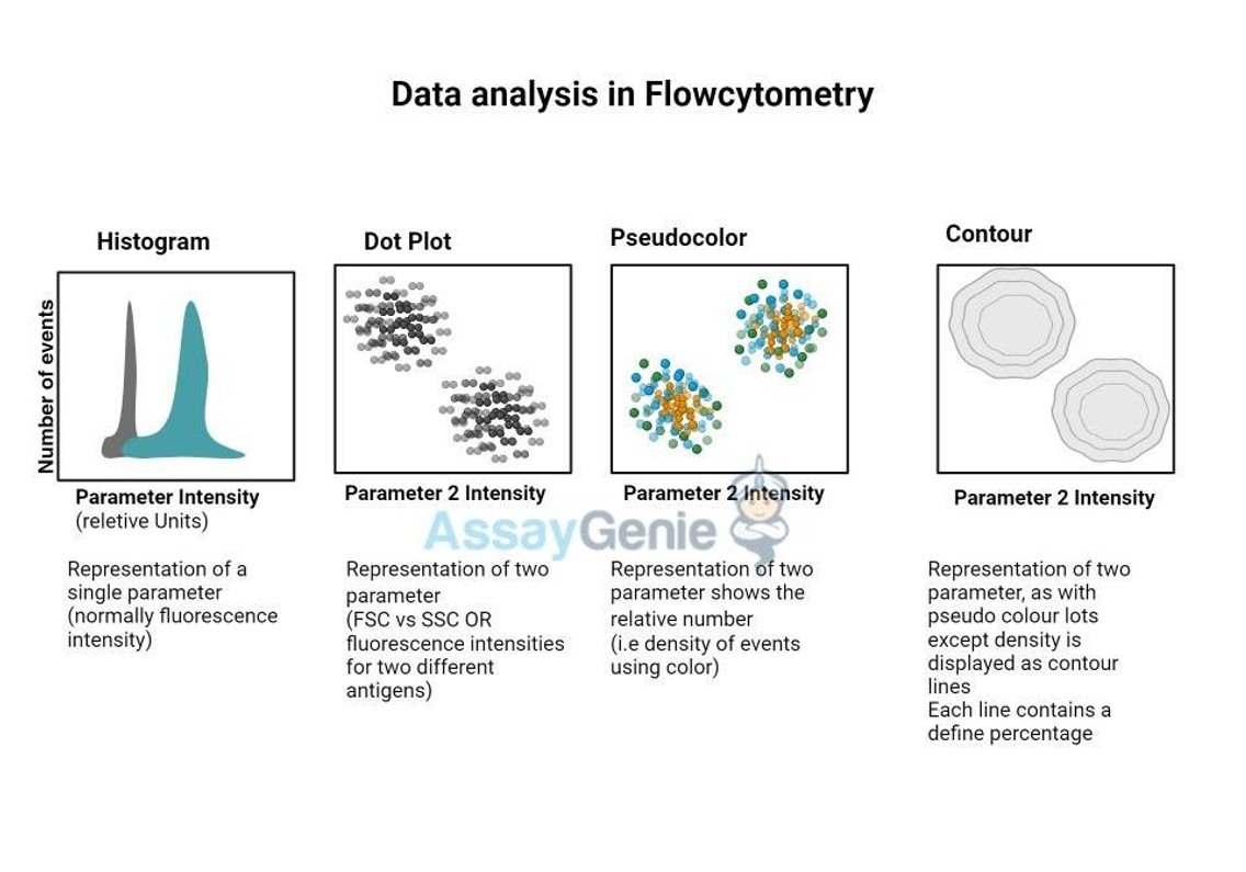 Datenanalyse in der Durchflusszytometrie: Komplexität für wissenschaftliche Erkenntnisse nutzen