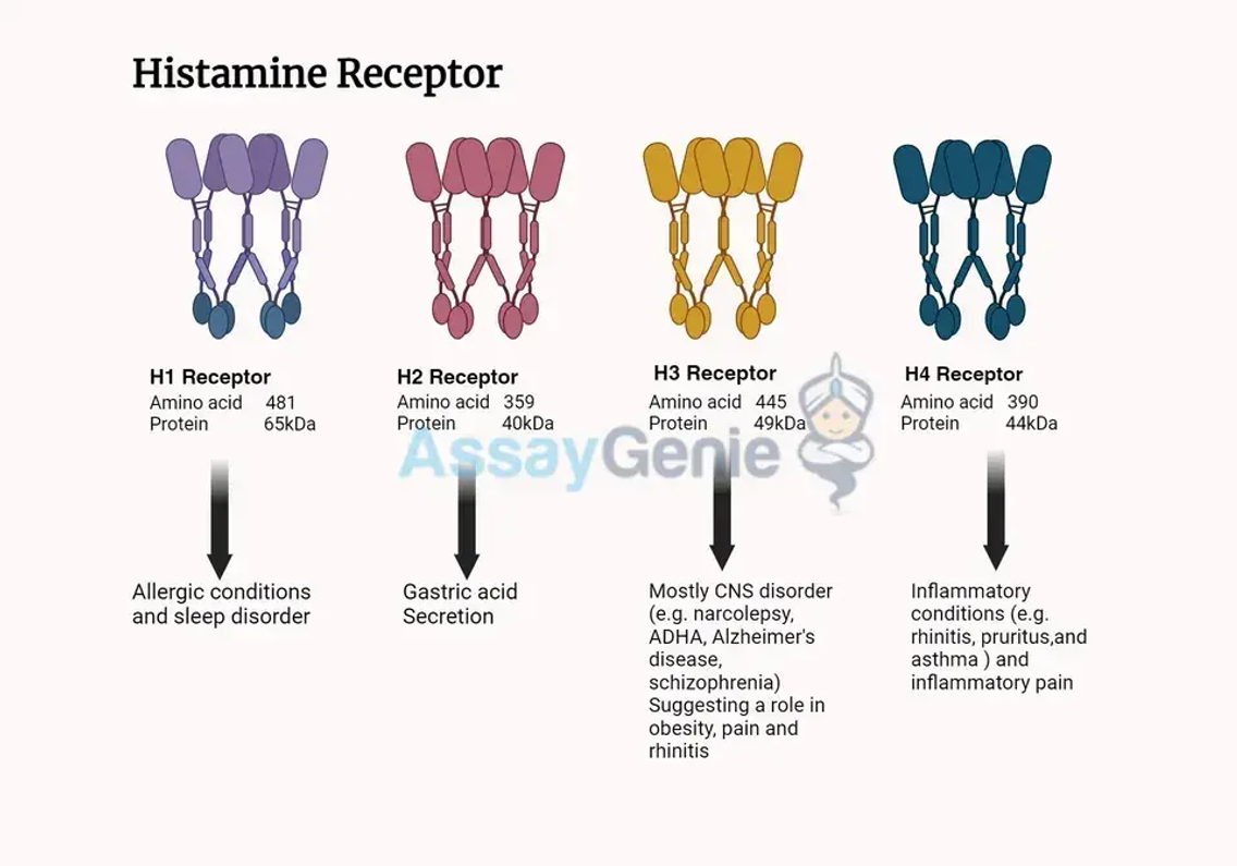 Histaminrezeptoren: Wächter immunologischer und neurologischer Reaktionen