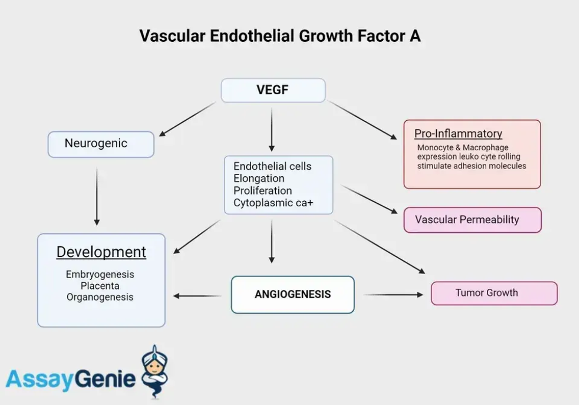 Vaskulärer endothelialer Wachstumsfaktor A (VEGFA): Ein Eckpfeiler der Angiogenese und darüber hinaus