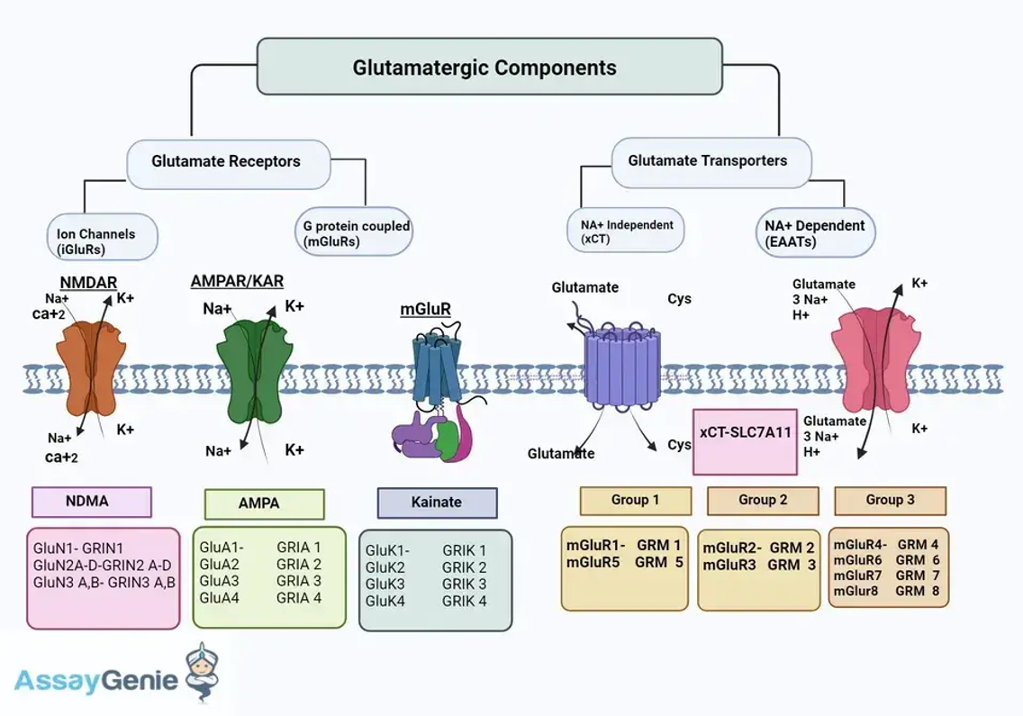 Glutamatrezeptoren verstehen: Klassifizierung, Funktion und Auswirkungen bei neurologischen Erkrankungen