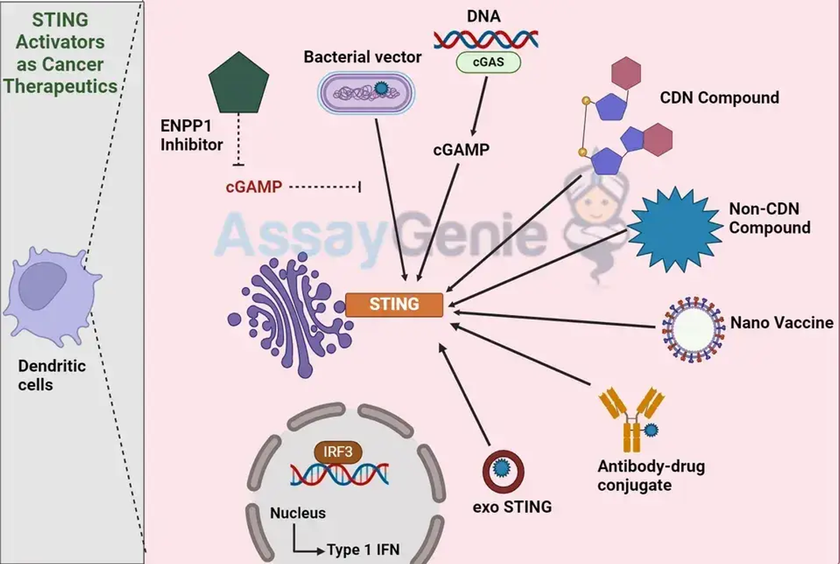 STING-Aktivatoren als Krebstherapeutika