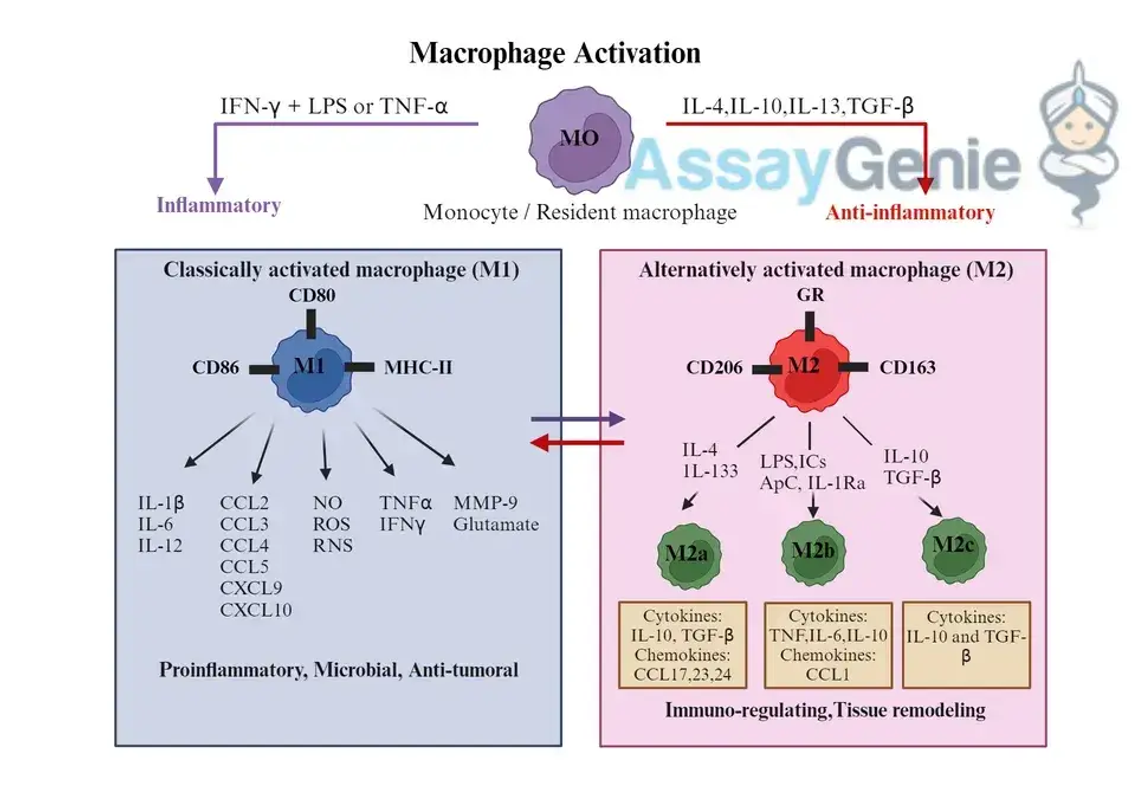 Makrophagenaktivierung: Ein Schlüsselfaktor für die Immunantwort und das therapeutische Potenzial