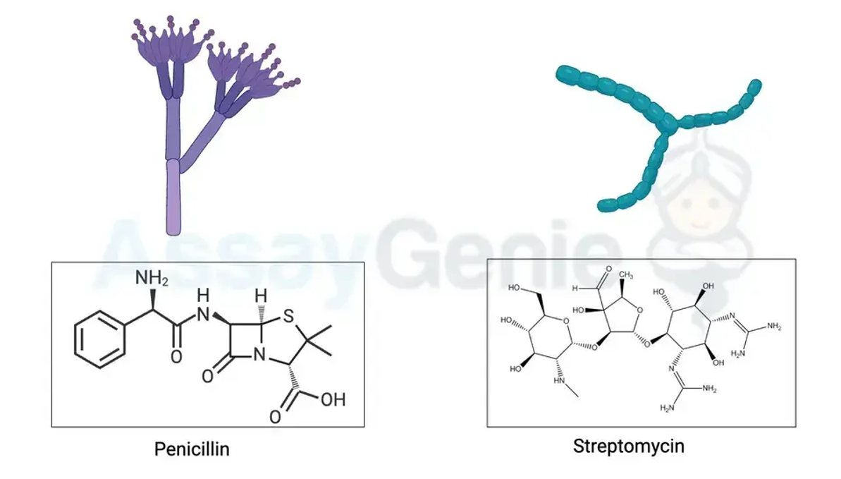 Der Kampf der Antibiotika: Penicillin vs. Streptomycin