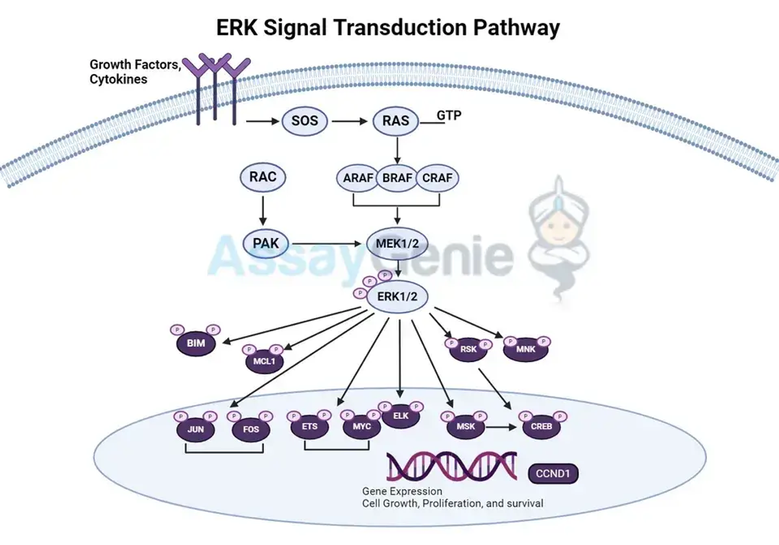 Der ERK-Signaltransduktionsweg: Ein Grundpfeiler der zellulären Kommunikation und Reaktion