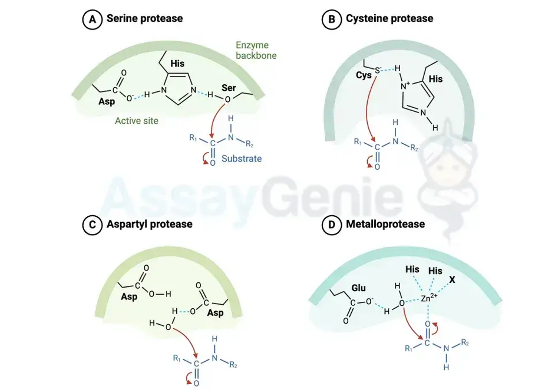 Protease vs. Peptidase: Enzymatische Verdauung verstehen