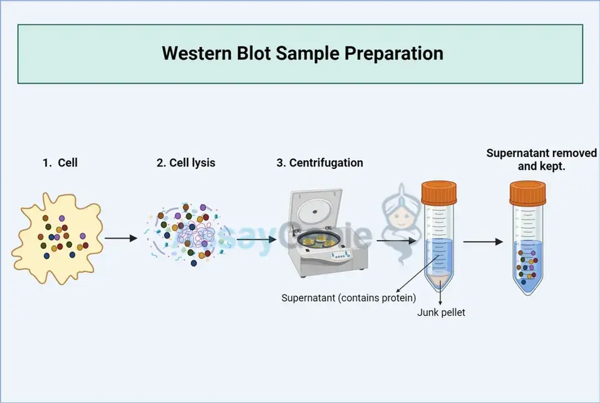 Leitfaden zur Western-Blot-Probenvorbereitung