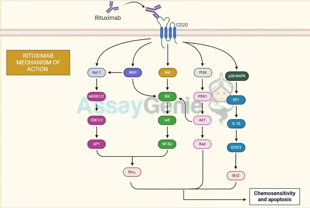 Entschlüsselung von B-Zellkrebs mit einem Rituximab-Biosimilar