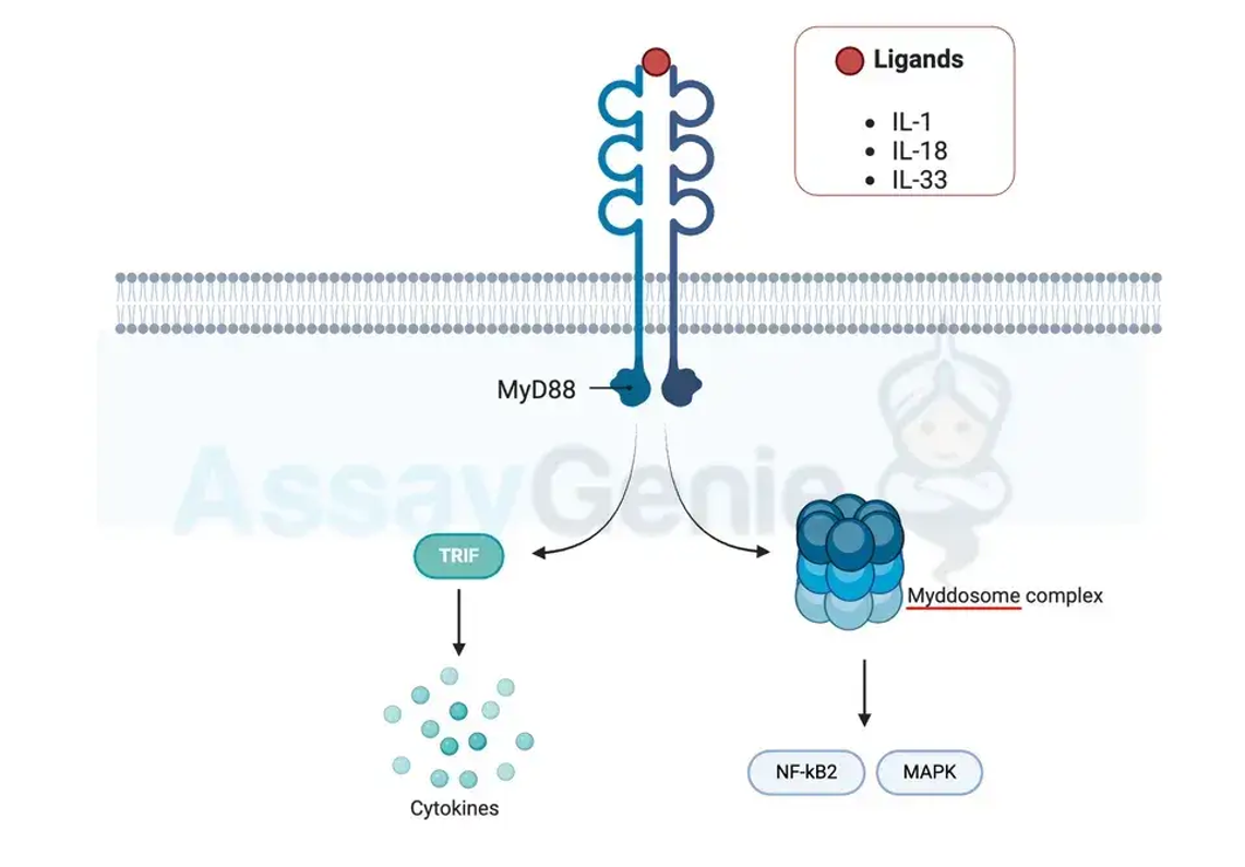 Signalübertragung der IL-1-Familie: Entschlüsselung des molekularen Orchesters der Immunregulation