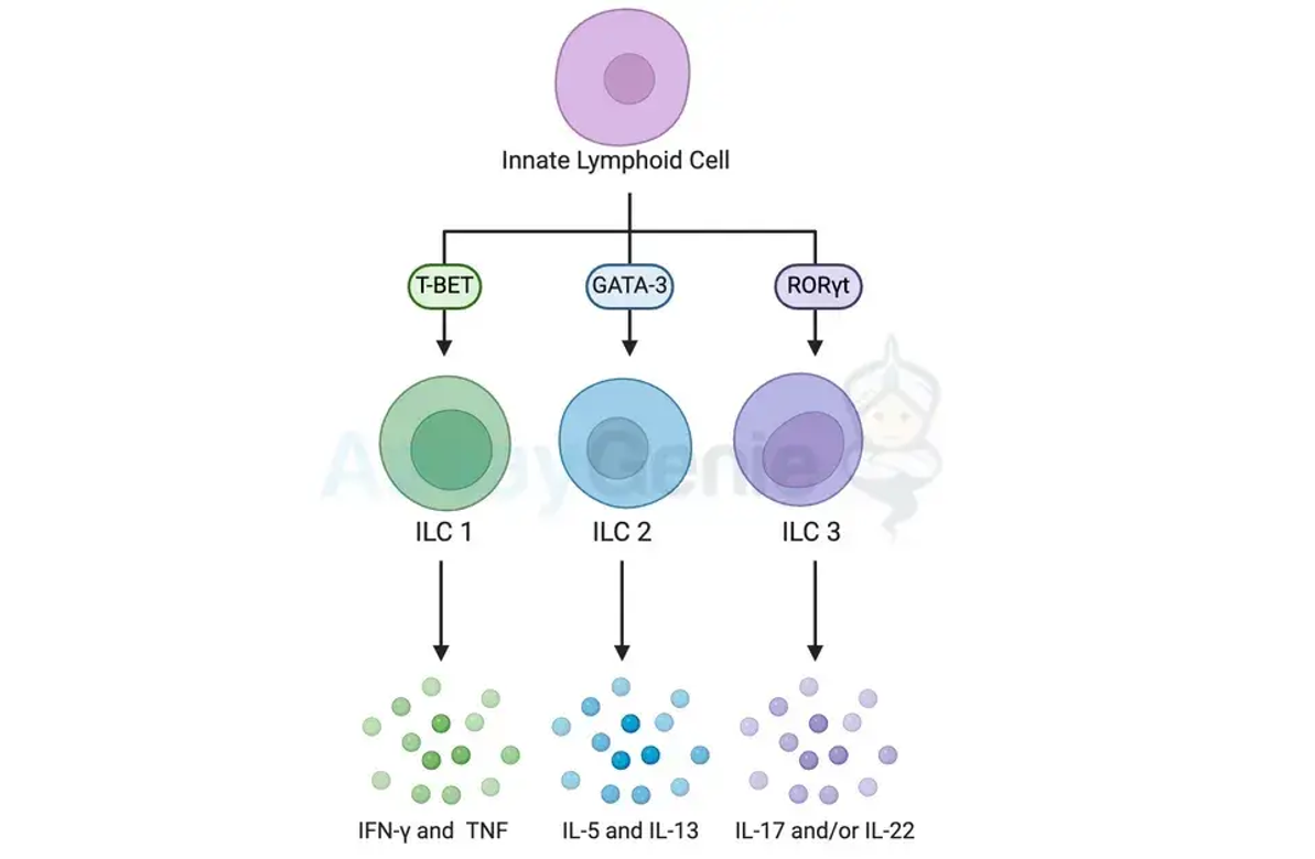 Differenzierung angeborener lymphoider Zellen: Wächter der Immunhomöostase