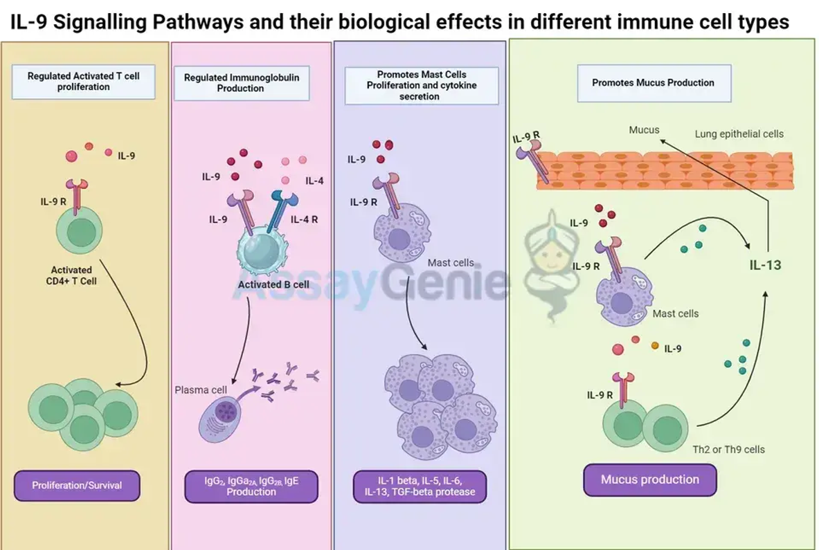 IL-9-Signalisierung und ihr Einfluss auf die Regulation von Immunzellen