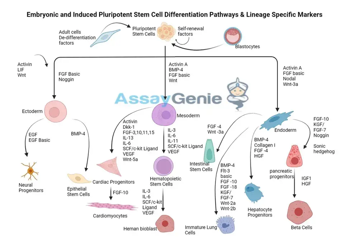 Embryonal induzierte Differenzierung pluripotenter Stammzellen: Wege und linienspezifische Marker