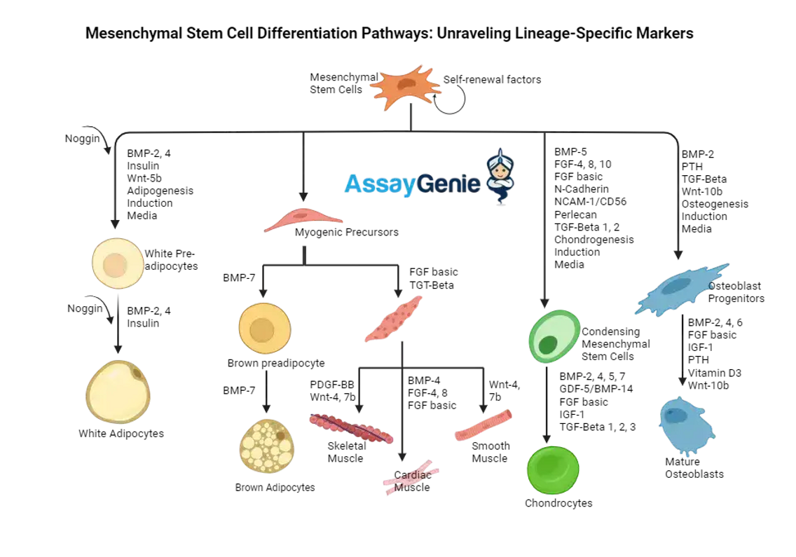 Differenzierungswege mesenchymaler Stammzellen: Abstammungsspezifische Marker entschlüsseln