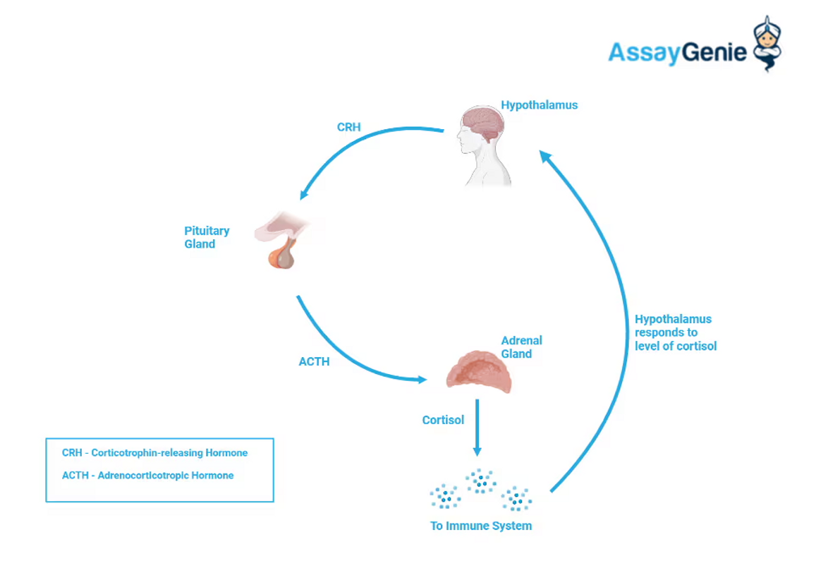 Cortisol und die Immunantwort