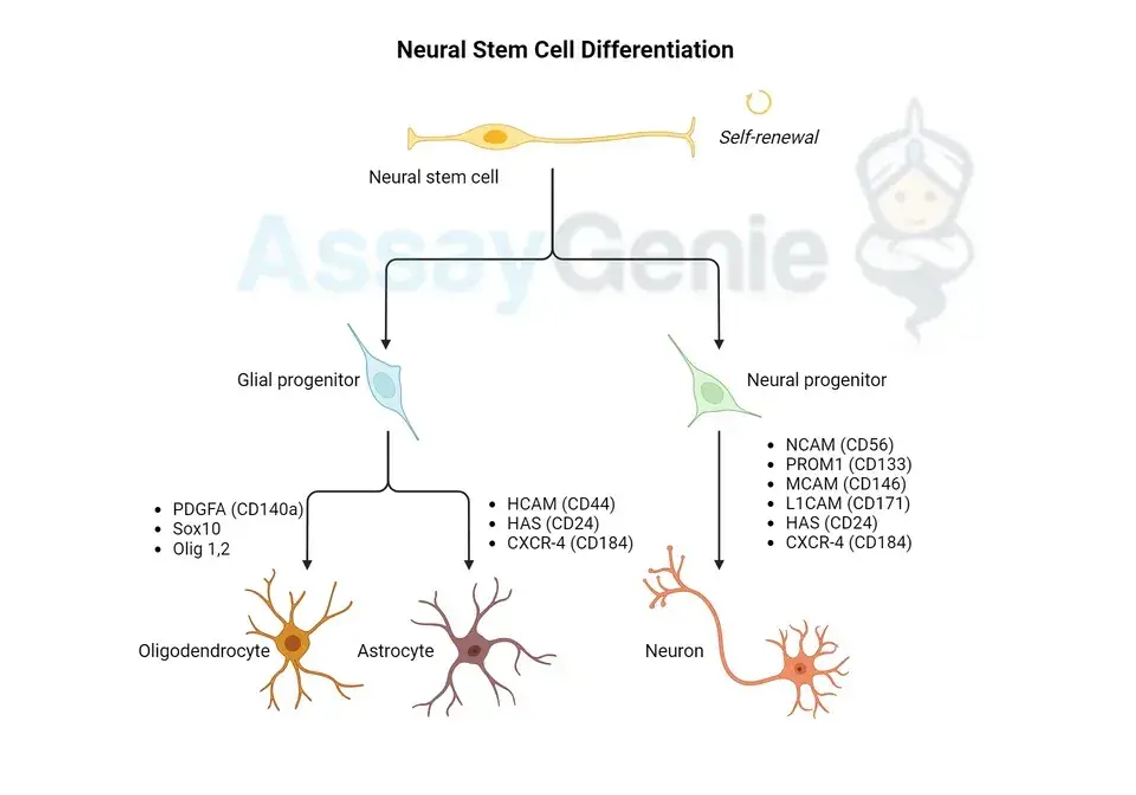 Differenzierung neuronaler Stammzellen: Wege und linienspezifische Marker