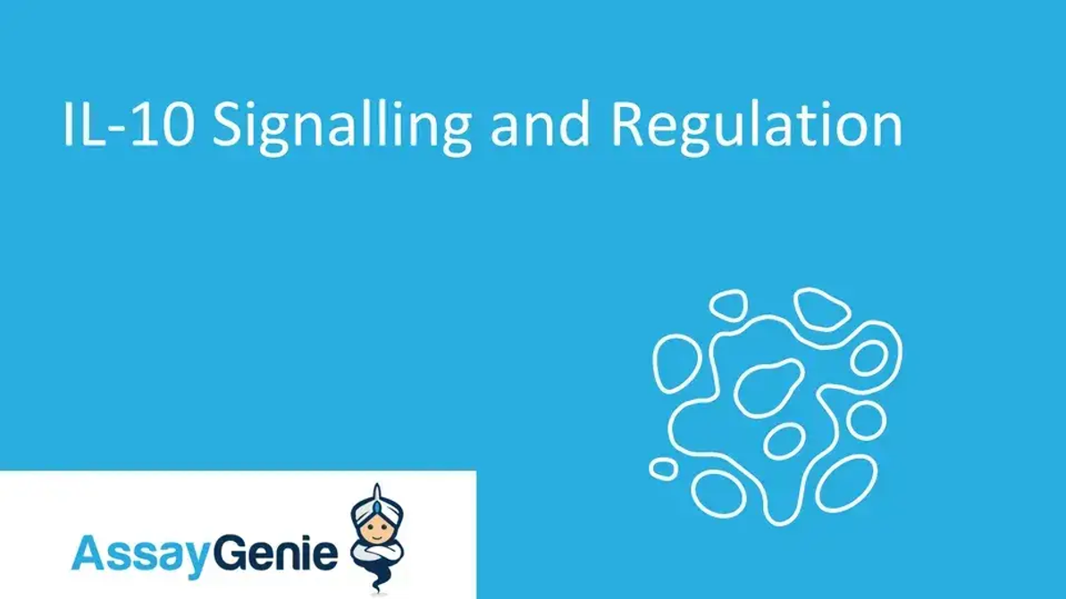 IL-10-Signalisierung und -Regulation