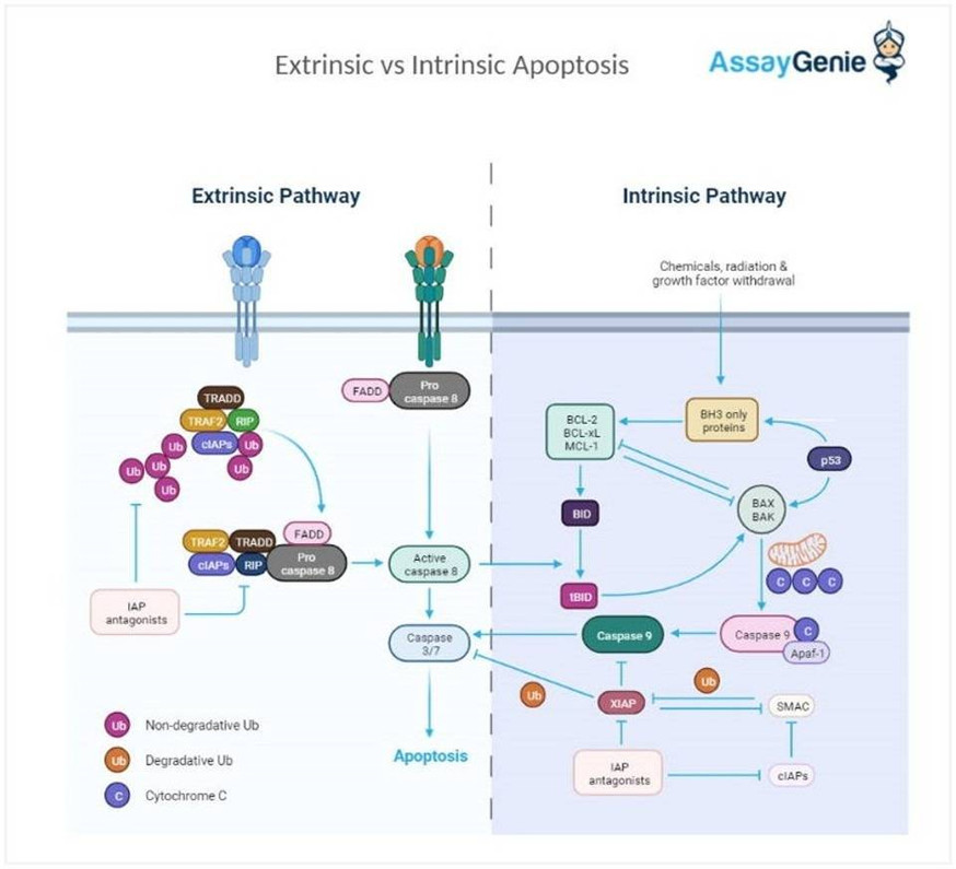 Apoptose (intrinsische und extrinsische Wege)