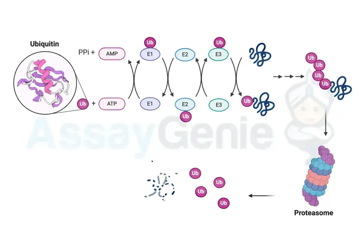 Ubiquitin und seine Rolle bei der Zellregulation: Ein umfassender Überblick über Modifikatoren und Signalwege