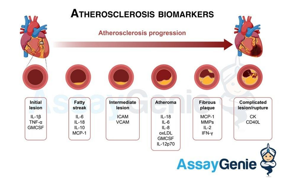 Biomarker und Entzündungsmarker für Arteriosklerose