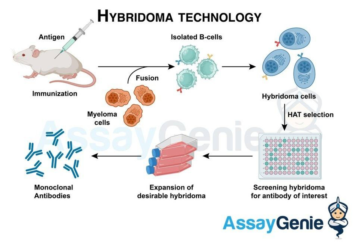 Hybridom-Technologie: Revolutionierung der Antikörperproduktion