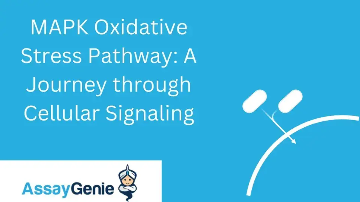 MAPK Oxidative Stress Pathway: Eine Reise durch die zelluläre Signalübertragung