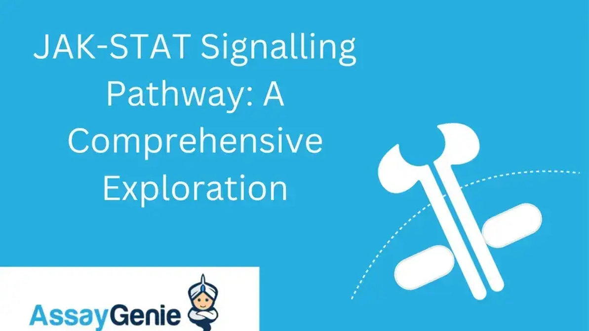 JAK-STAT-Signalweg: Eine umfassende Untersuchung