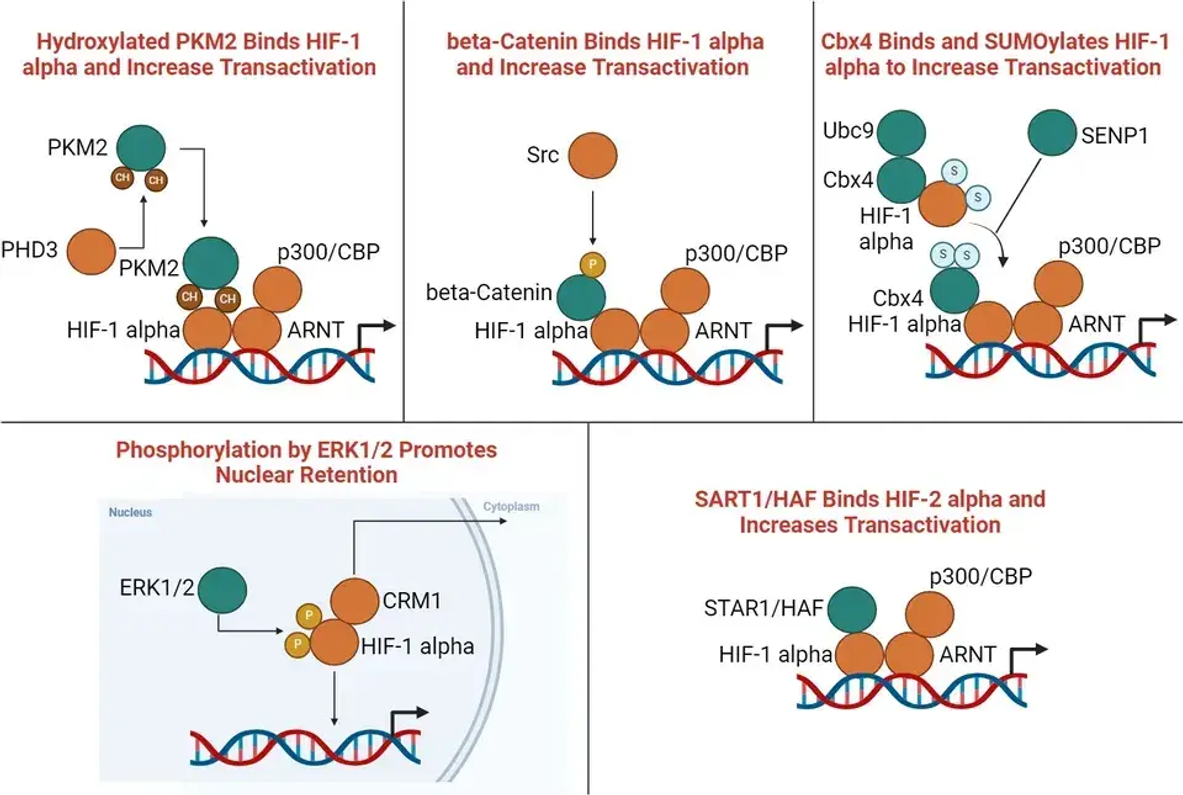 Erschließung der zellulären Anpassung: Der HIF-Enhancer-Signalweg und seine Auswirkungen auf die Hypoxie-Reaktion